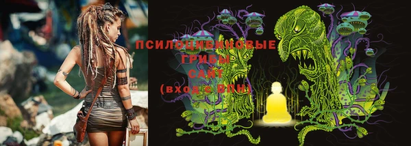 прущие грибы Богородицк